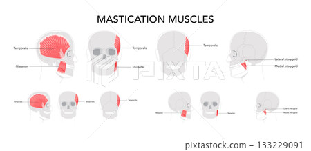 Set of Chewing muscles labeled diagram, masseter, temporalis, medial and lateral pterygoid, jaw movement, mandibular 133229091