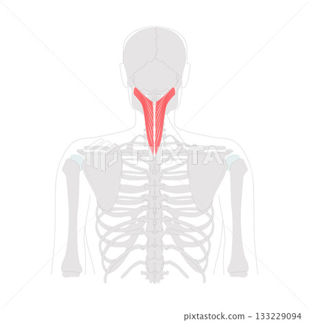 Splenius capitis - Posterior neck muscle depicted in detailed chart, extends, rotates, and laterally flexes the head, 133229094