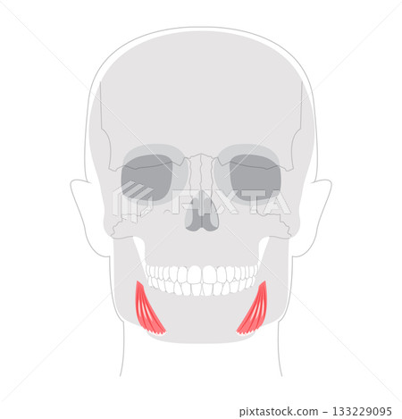 Depressor anguli oris - Human facial muscle that depresses the corners of the mouth contributing to frowning expressions 133229095