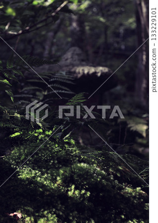 Autumn scenery in Saga 133229101