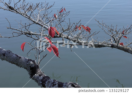 佐賀的秋景 133229127