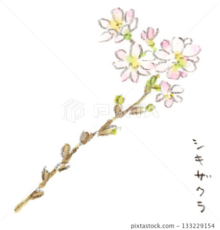 四季櫻水彩插畫，四季櫻是一種在春秋兩季盛開的櫻花。 133229154