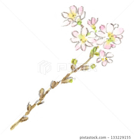 Watercolor illustration of Shikizakura, a cherry blossom that blooms in spring and autumn 133229155
