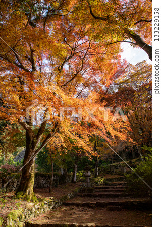 Autumn leaves of Kogenji Temple in Tamba City, Hyogo Prefecture 133229158