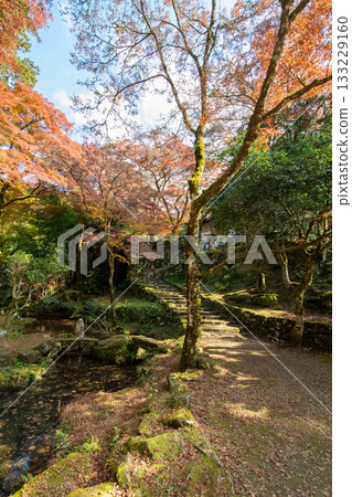 Autumn leaves of Kogenji Temple in Tamba City, Hyogo Prefecture 133229160