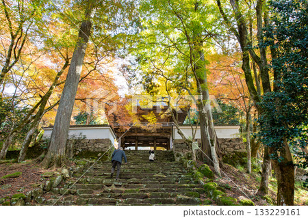 Autumn leaves of Kogenji Temple in Tamba City, Hyogo Prefecture 133229161