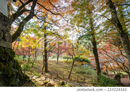 兵庫縣丹波市高源寺的秋葉 133229162