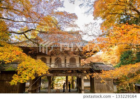 Autumn leaves of Kogenji Temple in Tamba City, Hyogo Prefecture 133229164