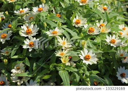 清新的百日菊花 133229169