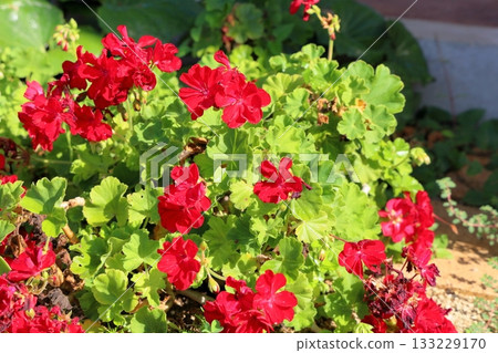 Vivid geranium flowers Vivid geranium flowers 133229170
