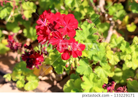 Vivid geranium flowers Vivid geranium flowers 133229171