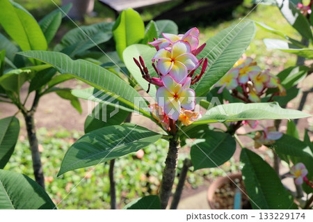 Cute plumeria flower 133229174