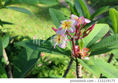 可愛的蛋花 133229175