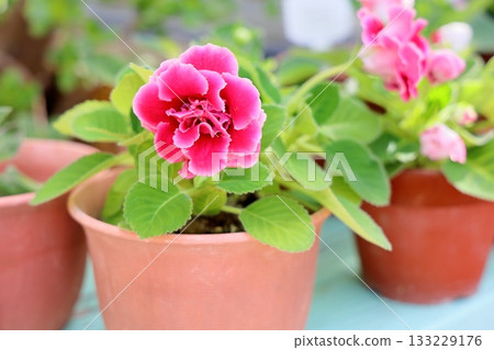 Cute gloxinia flowers 133229176