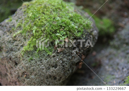 Moss growing in the rock Moss growing in the rock 133229667