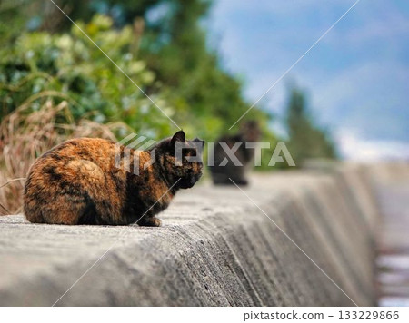 cat resting on embankment cat resting on embankment 133229866