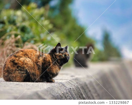 A cat staring at you A cat staring at you 133229867