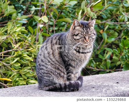 A cat staring at you A cat staring at you 133229868