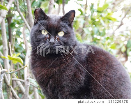 一隻貓盯著你 133229878