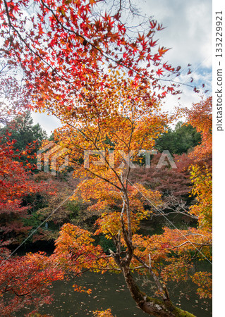 兵庫縣丹波市圓通寺的秋葉 133229921