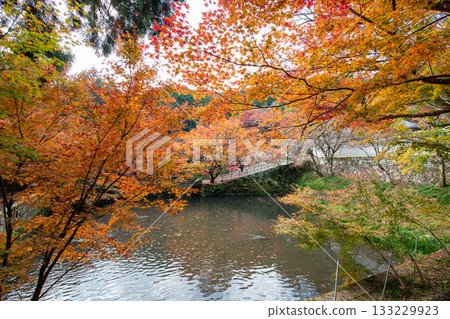 兵庫縣丹波市圓通寺的秋葉 133229923