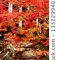 Autumn leaves, Kiyomizu-dera Temple, Nagano Prefecture 133229940