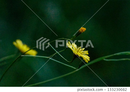 菊科多年生植物,睡蓮花 菊科多年生植物,睡蓮花 133230082