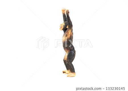 chimpanzee animal on isolated background chimpanzee animal on isolated background 133230145