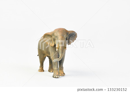 Stegodon animal on isolated background Stegodon animal on isolated background 133230152