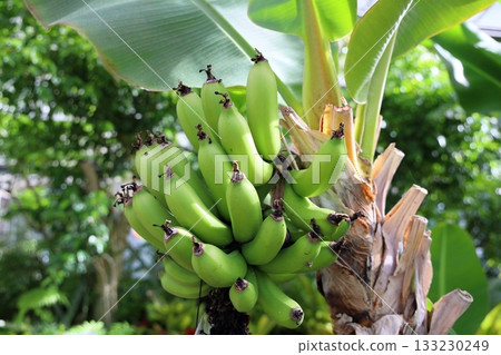 紅嘴藍蛆 133230249