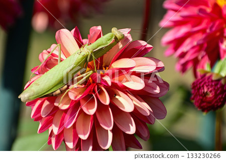 螳螂停在大麗花上 螳螂停在大麗花上 133230266