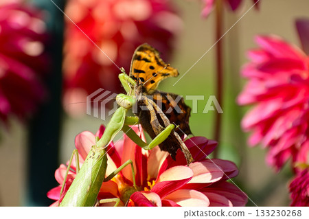 螳螂捕食 133230268