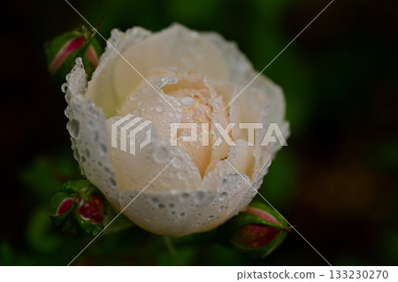 Rose wet with rain 133230270