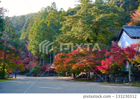 Autumn leaves at Takao Jingoji Temple in Kyoto Autumn leaves at Takao Jingoji Temple in Kyoto 133230312