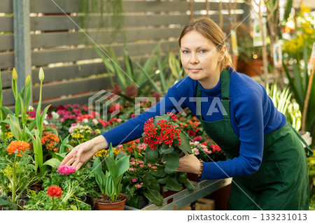 Woman inspects kalanchoe flowers for injury in pots 133231013