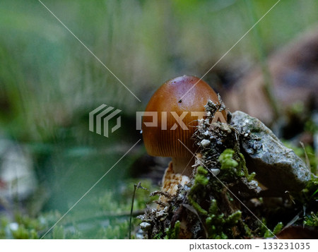 Red dragonfly perched on a leaf Mayutate red dragonfly ♂ 133231035