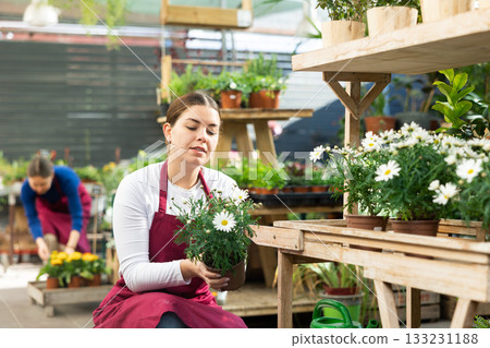 employee of flower exhibition center checks pots of daisies 133231188