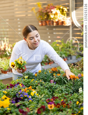 woman shopper is choosing about which flower to buy - gazania or pansies 133231316