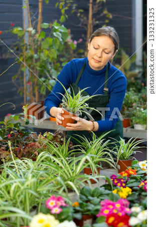 flower shop vendor picks up young chlorophytum bush to client flower shop vendor picks up young chlorophytum bush to client 133231325