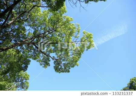 清新的樟樹葉 133231337