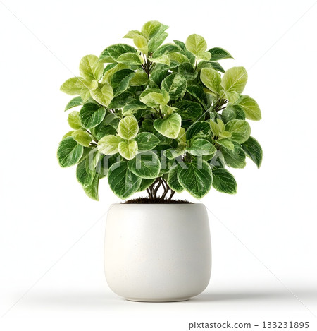 3D decorative plant pot isolated on white background realistic leaves 3D decorative plant pot isolated on white background realistic leaves 133231895