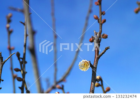 藍天下盛開的白梅花和花苞 | 陶拉梅園，冬末春初 133232474