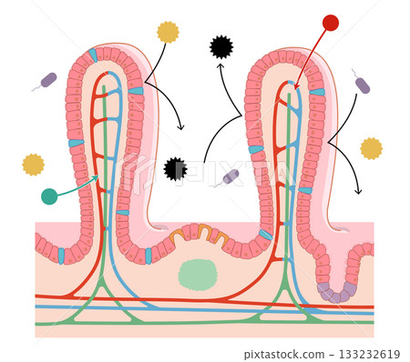A cross-section of the small intestine's villi, with a simple illustration showing the names of each part and the immune system's functions 133232619