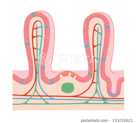 A cross-section of the small intestine's villi, with a simple illustration showing the names of each part and the immune system's functions A cross-section of the small intestine's villi, with a simple illustration showing the names of each part and the immune system's functions 133232621