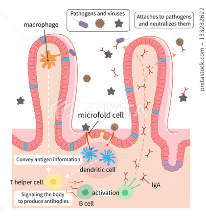 A cross-section of the small intestine's villi, with a simple illustration showing the names of each part and the immune system's functions 133232622