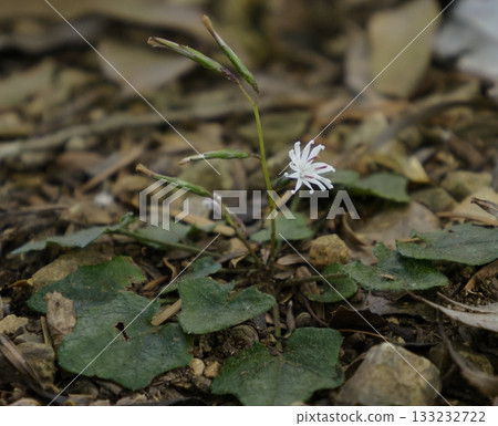 The small flowers of the Japanese hollyhock bloom in late autumn. 133232722