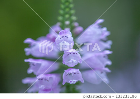 Garden flowers, Japanese loosestrife Garden flowers, Japanese loosestrife 133233196