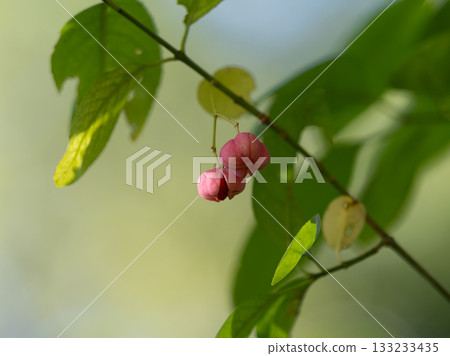 淡粉紅色的中國越橘果實 133233435