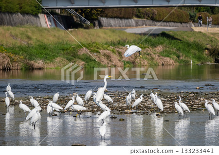 鴨江上的一群白鷺鷥(小白鷺)。 鴨江上的一群白鷺鷥(小白鷺)。 133233441