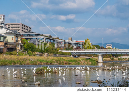 A flock of egrets (little egrets) on the Kamo River A flock of egrets (little egrets) on the Kamo River 133233444